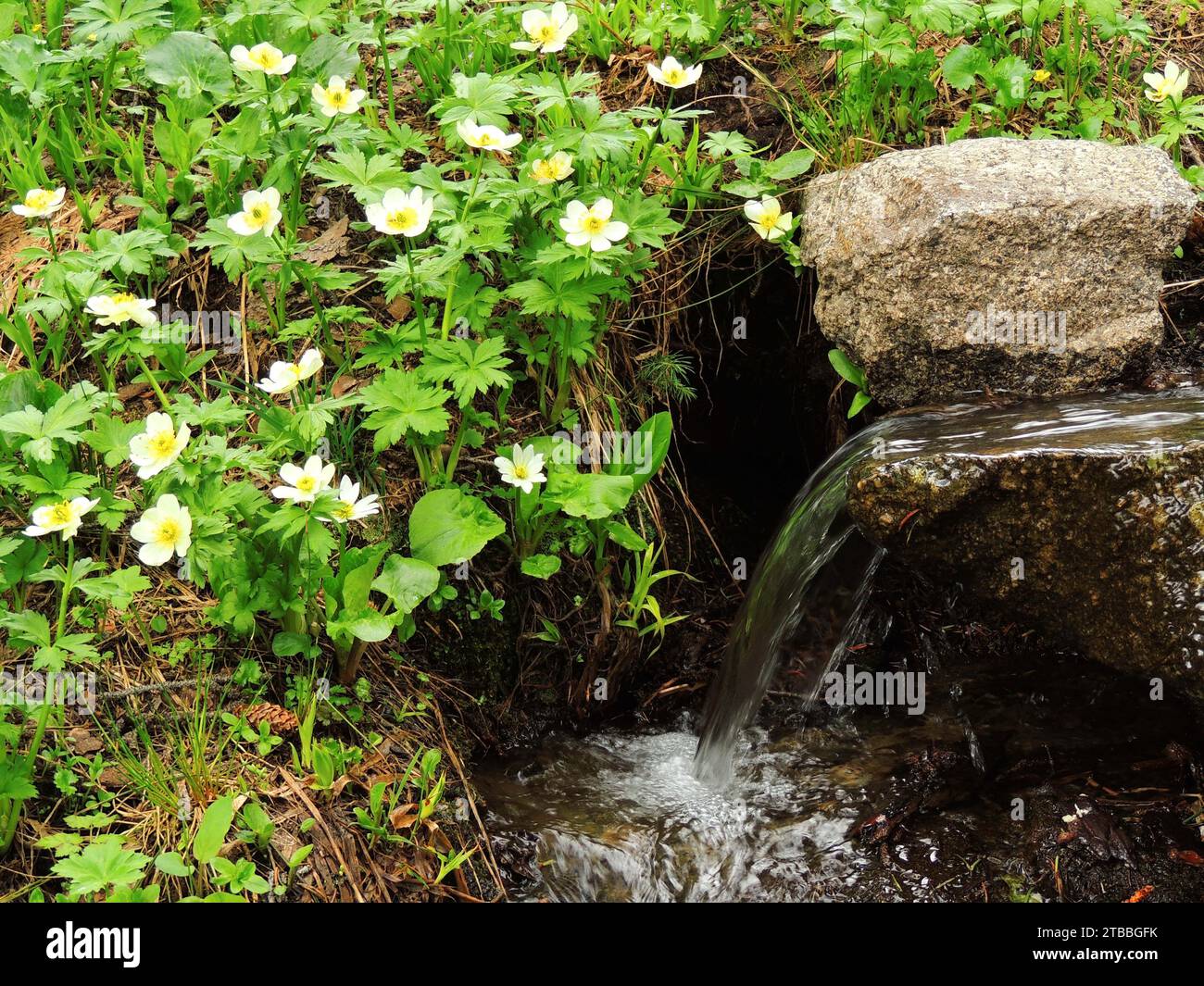 pretty yellow globeflower wildflowers  next to a waterfall  in the indian peaks wilderness area, colorado Stock Photo