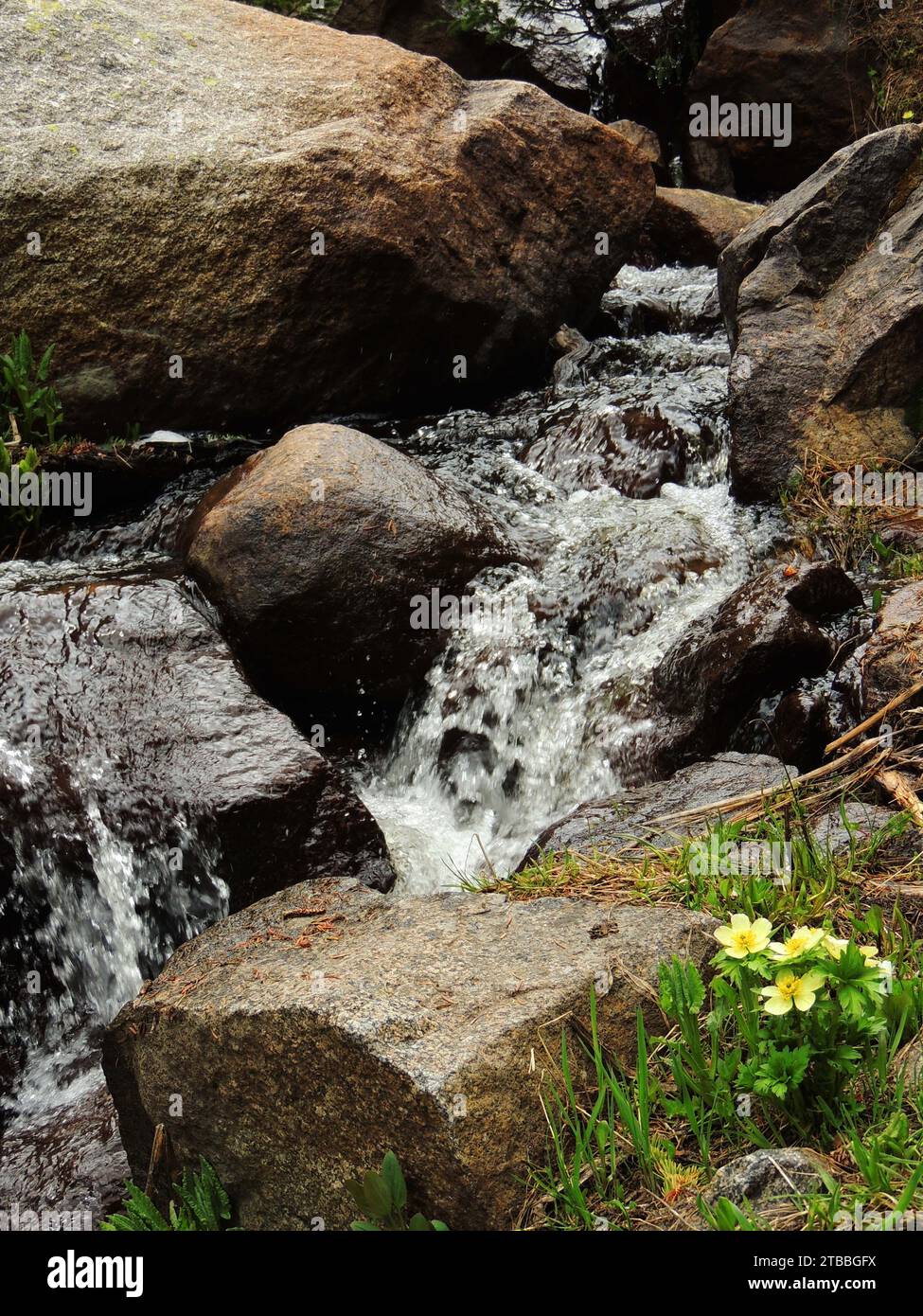 yellow globeflower wildflowers  next to a waterfall  in the indian peaks wilderness area, colorado Stock Photo