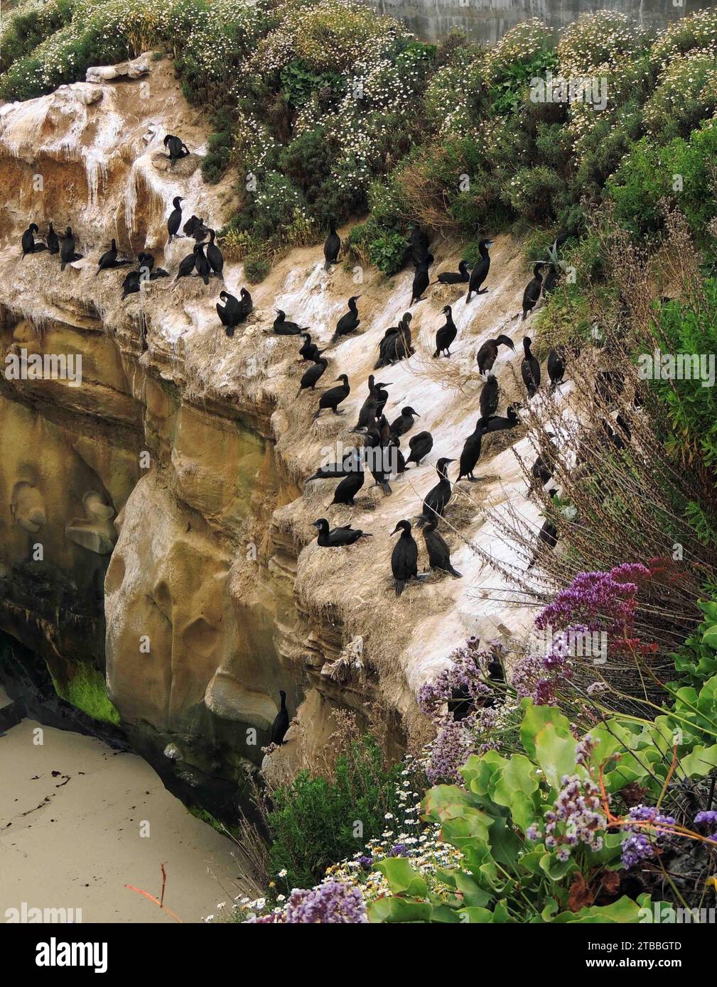 abrandt's cormorants nesting on the cliffs amongst the sea lavender in ...