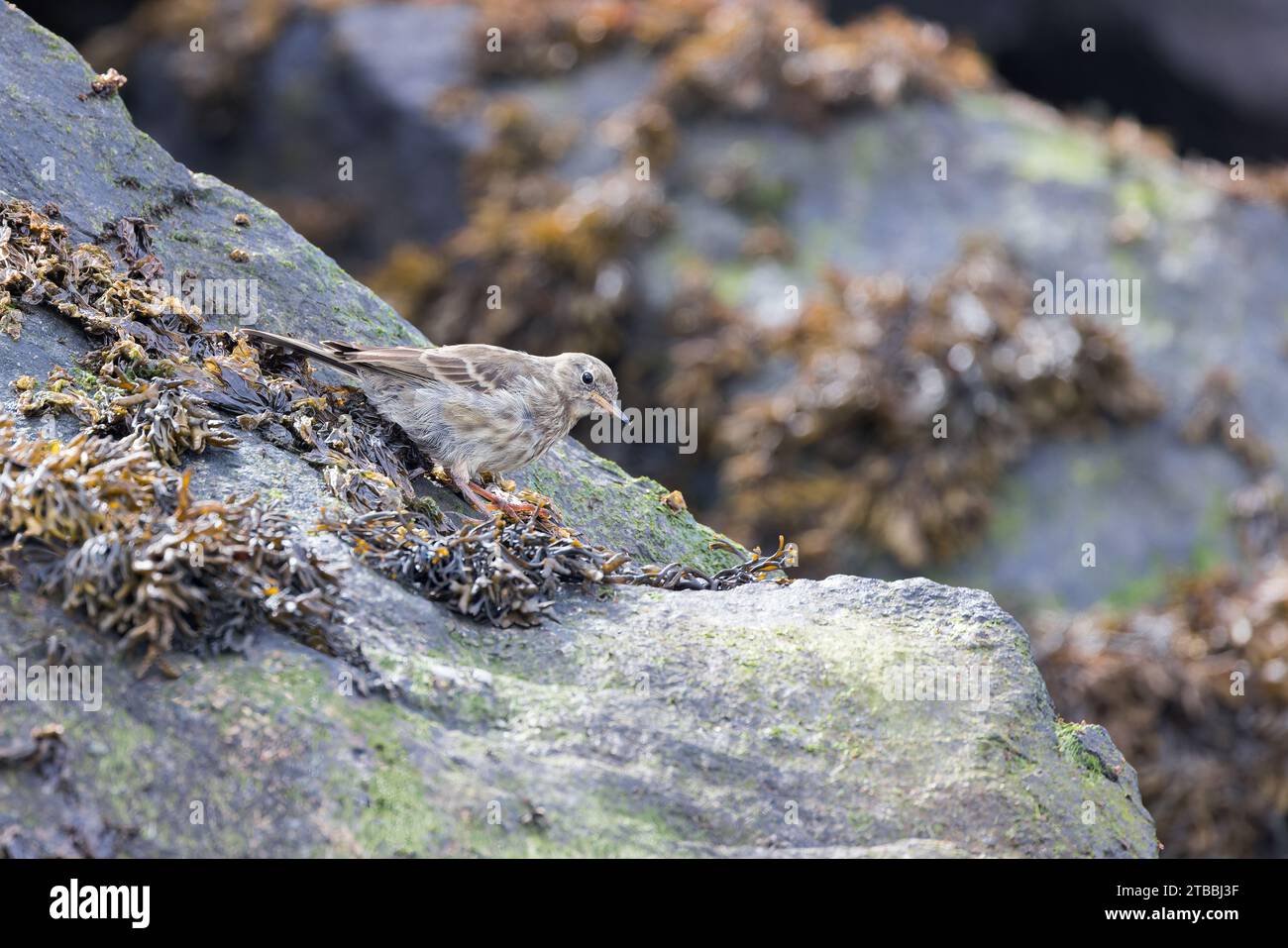 European Rock Pipit [ Anthus petrosus ] on seaweed covered rock Stock ...