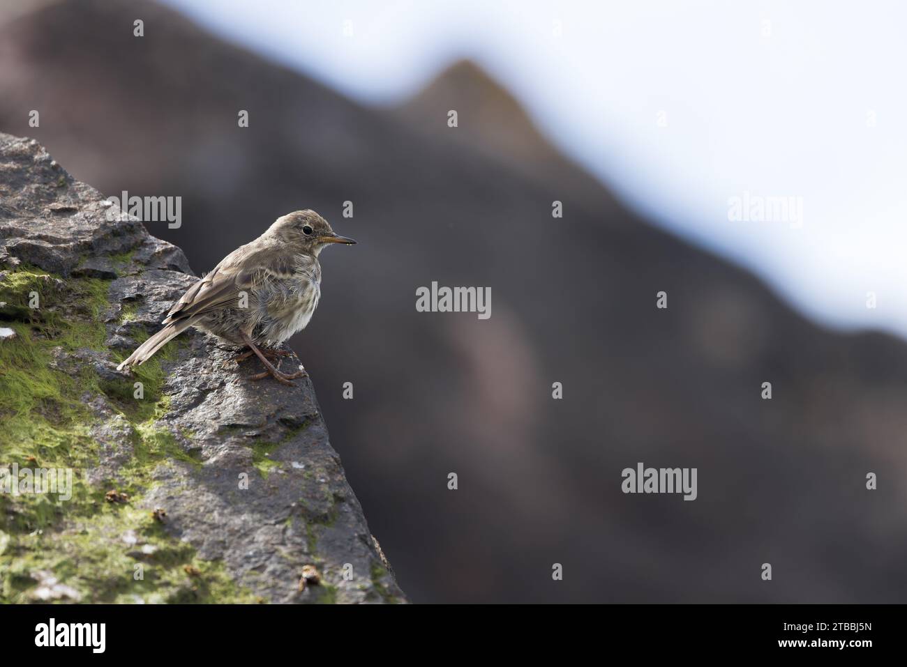 European Rock Pipit [ Anthus petrosus ] on rock Stock Photo - Alamy