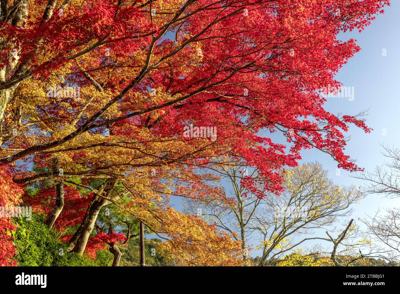 red and yellow Japanese maple leaves with sky background Stock Photo