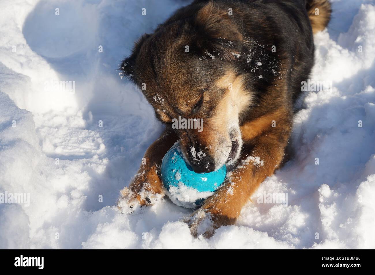 Dog chews on ball in snow in winter Stock Photo
