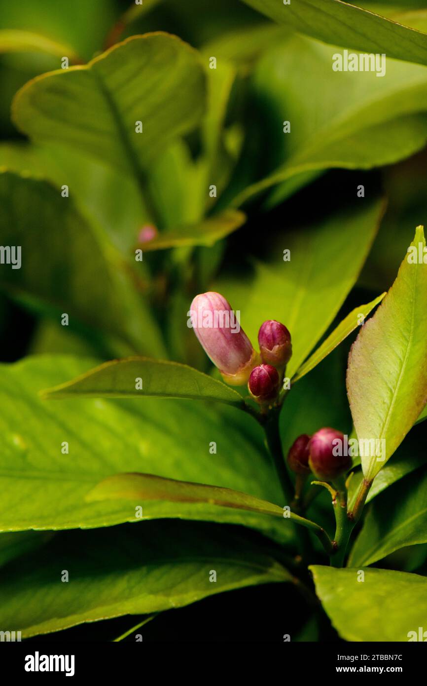 Colourful Lemon Tree Buds about to open on the lemon tree Stock Photo Alamy