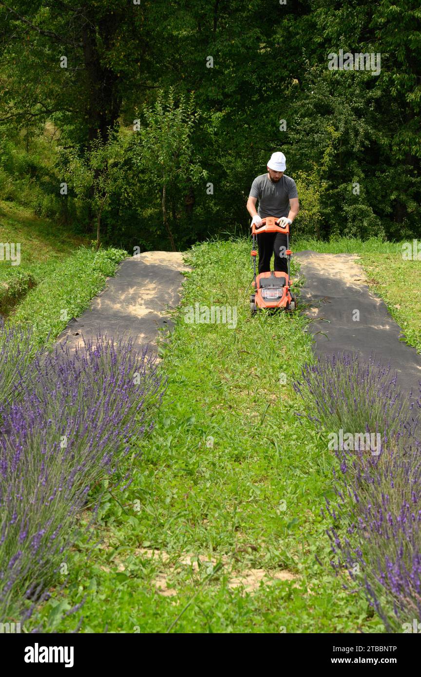 Work in the garden with a lawnmower, a gardener mows grass between lavender bushes, gardener's work. Stock Photo
