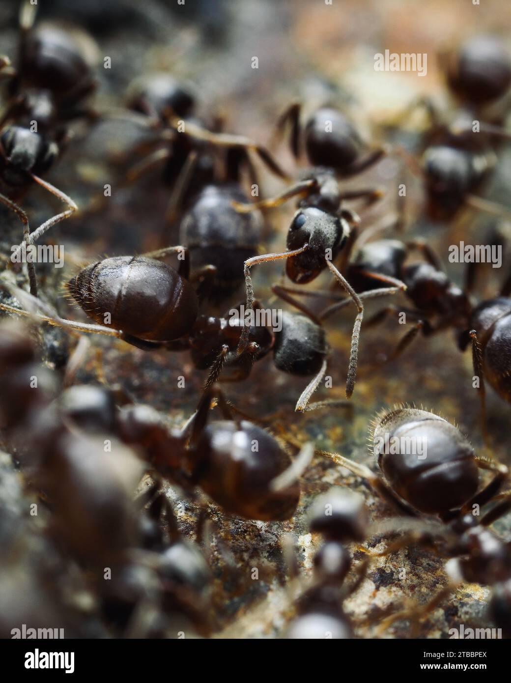 Red Wood Ants close up. Colony Stock Photo