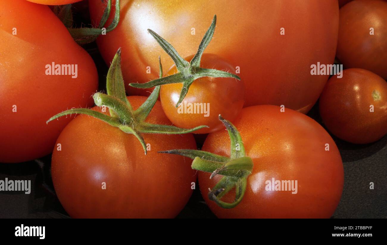 Tomaten aus eigenem Garten Stock Photo