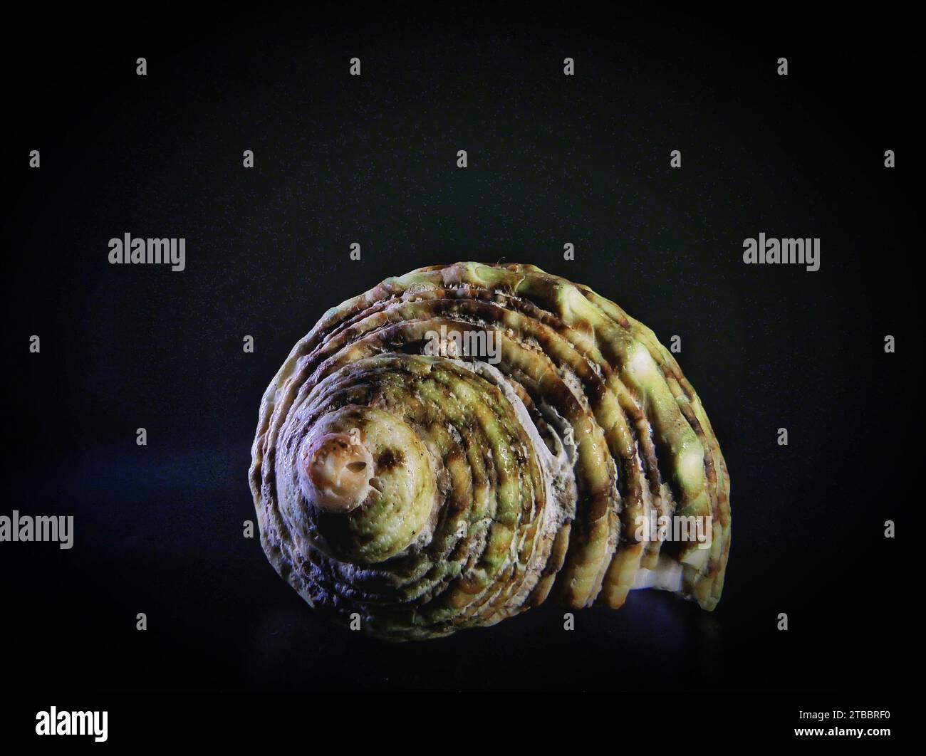 A beautiful seashell lying on a solid black background Stock Photo - Alamy