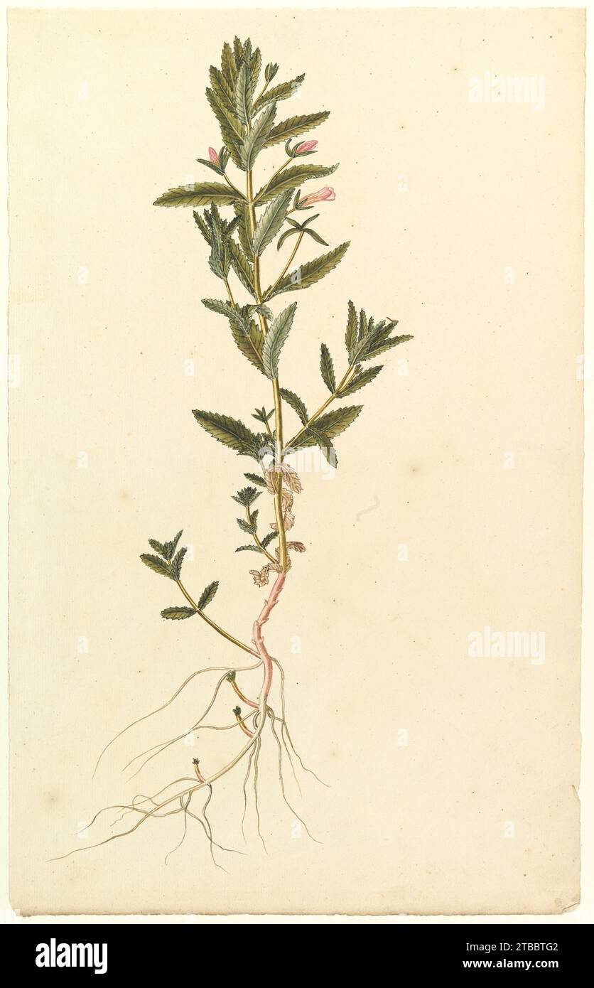 19th century botanical study hi-res stock photography and images - Alamy