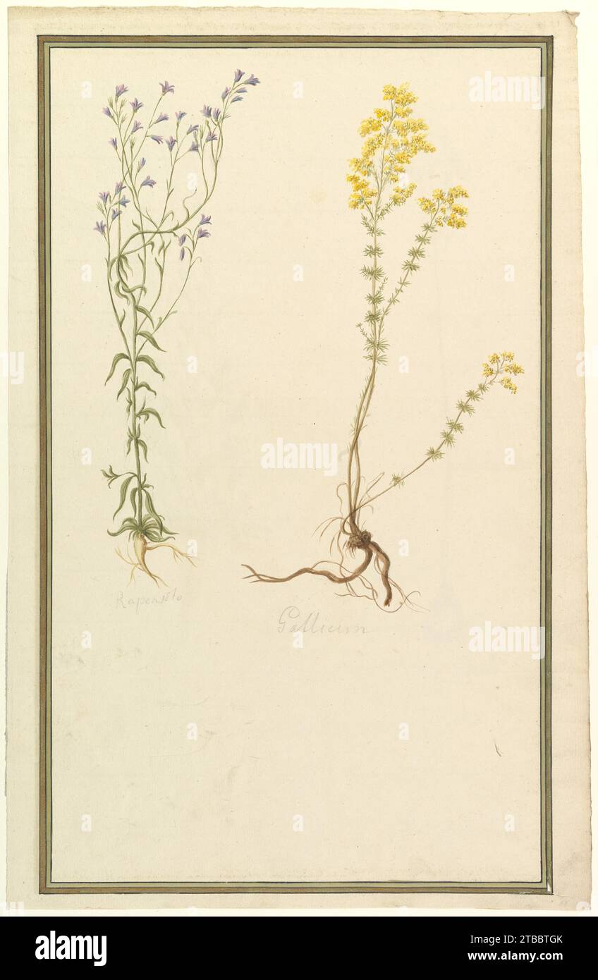 19th century botanical studies hi-res stock photography and images - Alamy