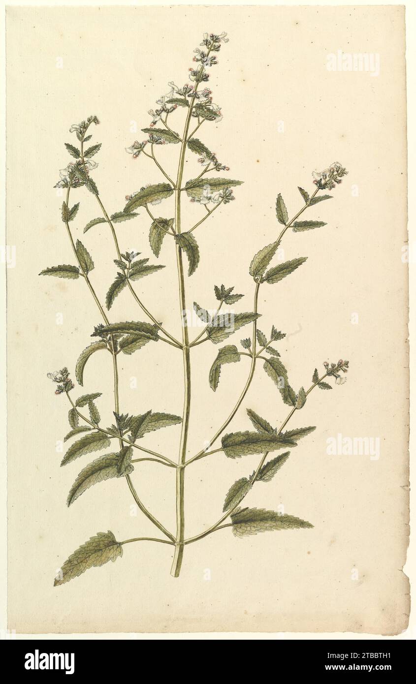 Botanical Study with a Species of the Nettle Family (genus Urtica) 1968 by Anonymous, French