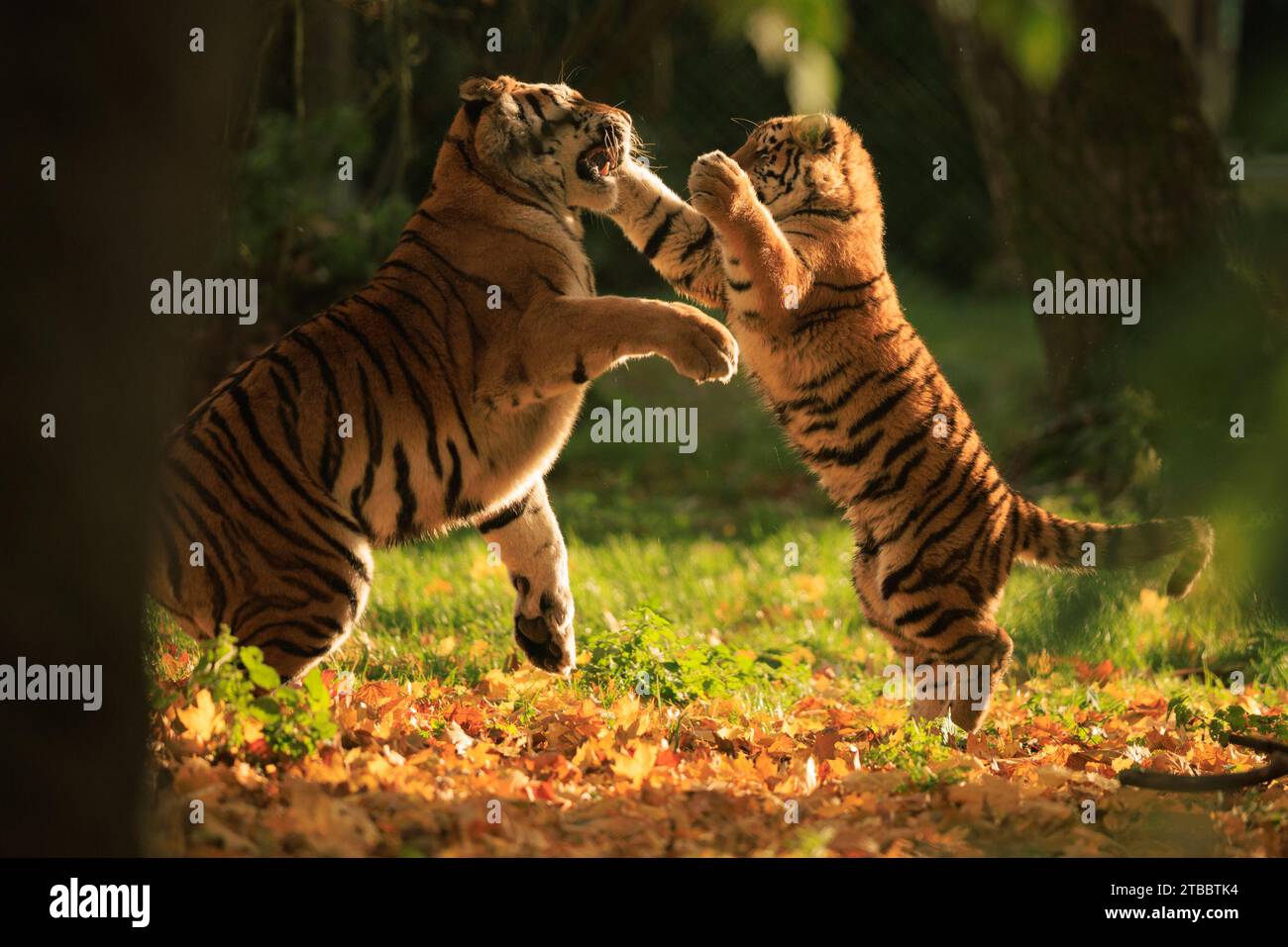 Excited cub UK ADORABLE images show a tiger mum teaching her son to ...
