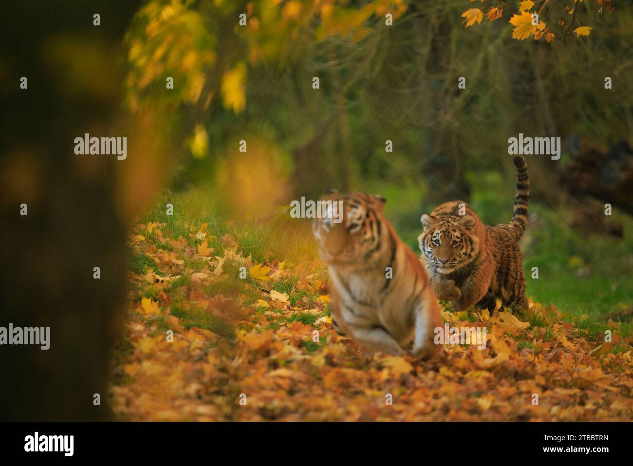 Tiger chase UK ADORABLE images show a tiger mum teaching her son to