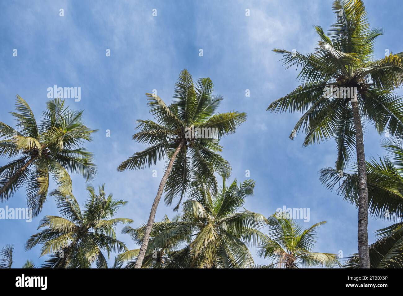 Coco palms sunset in hi-res stock photography and images - Alamy