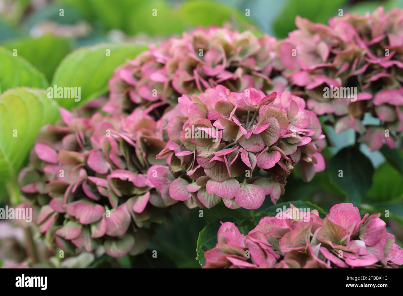 View of several beautiful Hydrangea macrophylla flower heads with autumnal discoloration, natural environment, side view Stock Photo