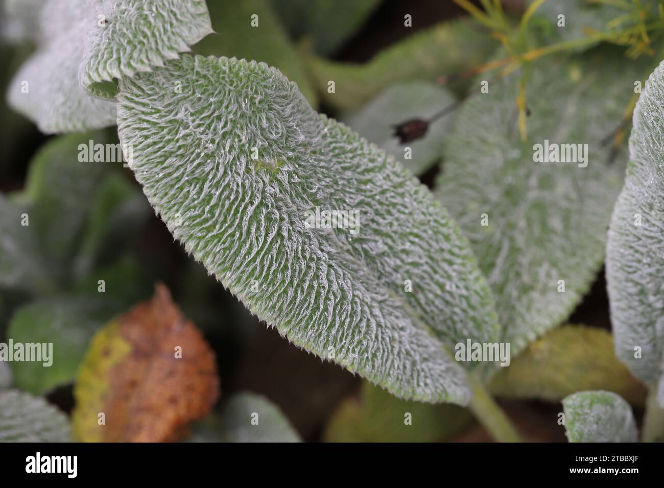 Close-up of a woolly soft silver-gray leaf of a Stachys byzantina perennial Stock Photo