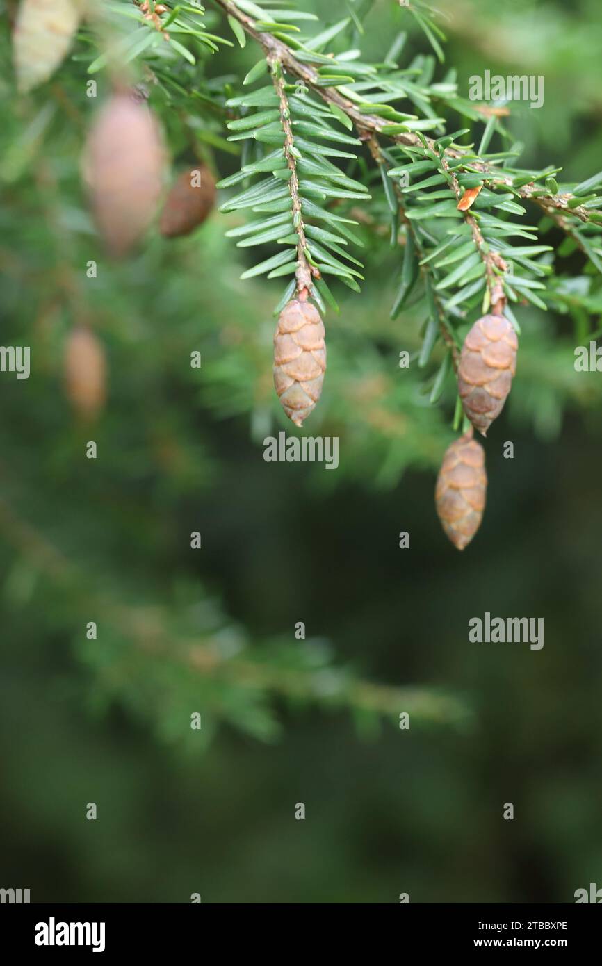 Close-up of several immature cones of a hemlock, copy space, blurred natural background Stock Photo