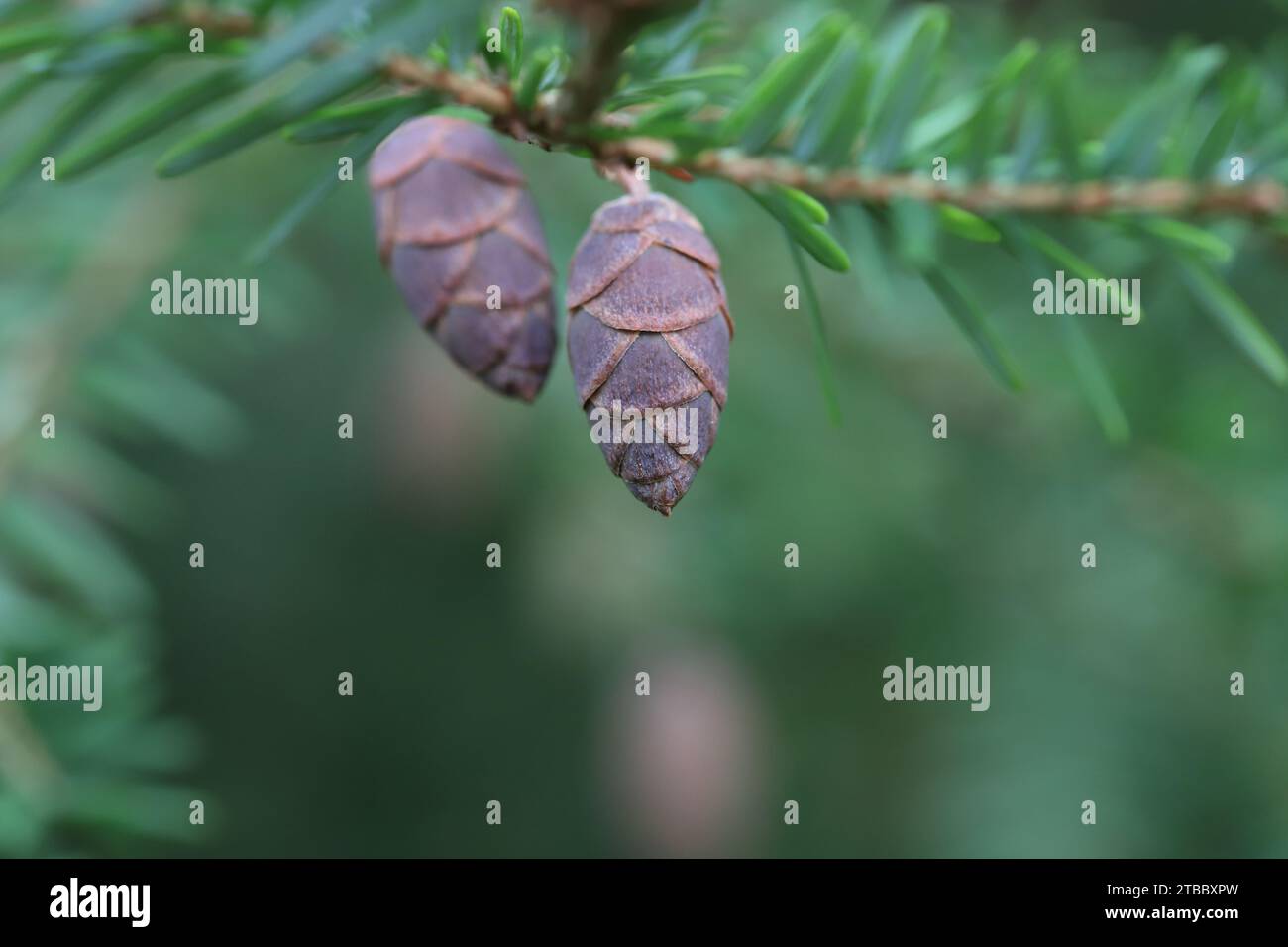Close-up of two small immature cones of a hemlock tree against a blurred natural background, copy space Stock Photo