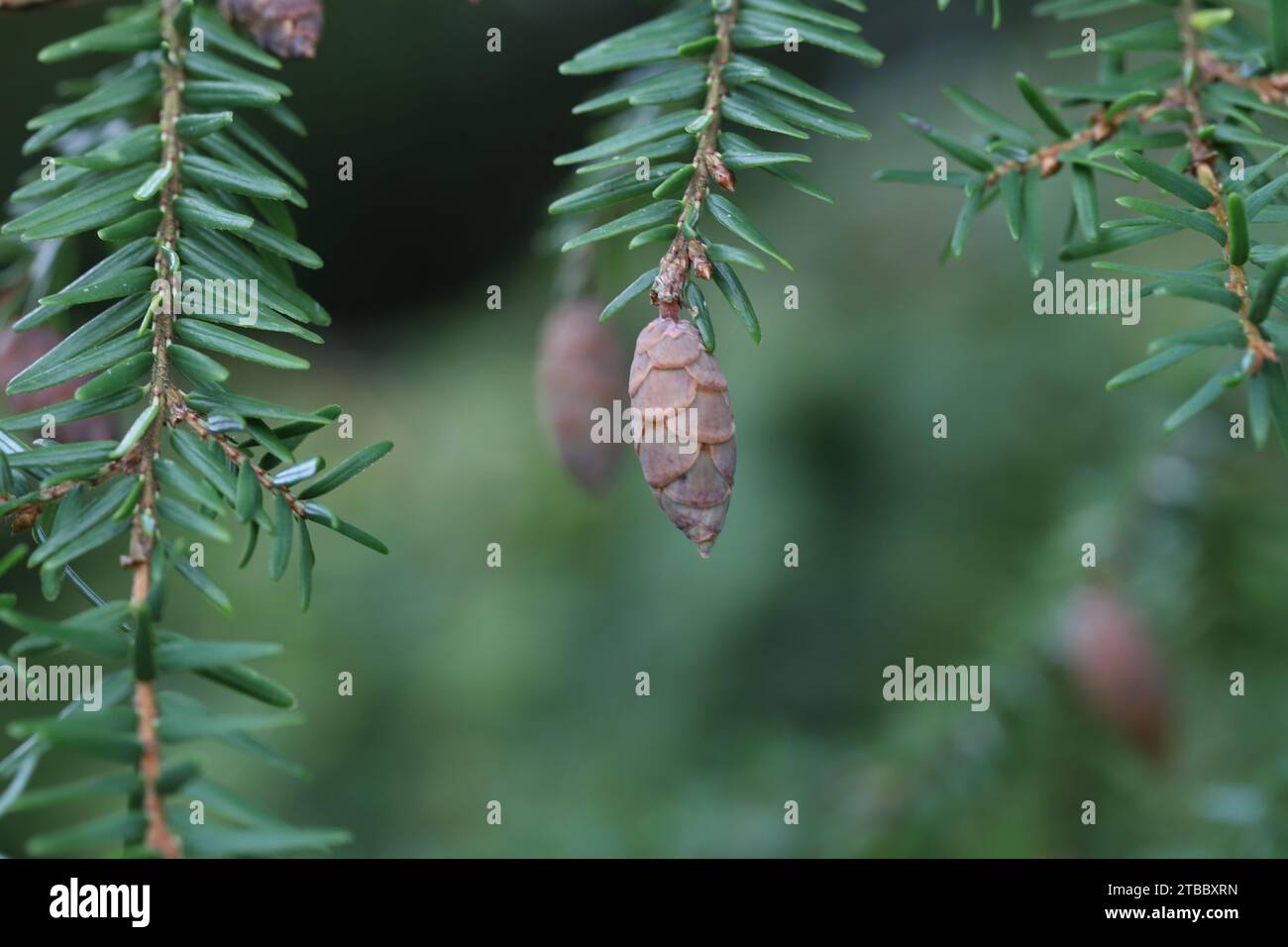 Close-up of two unripe cones of a hemlock hanging from a branch, blurry background, copy space Stock Photo