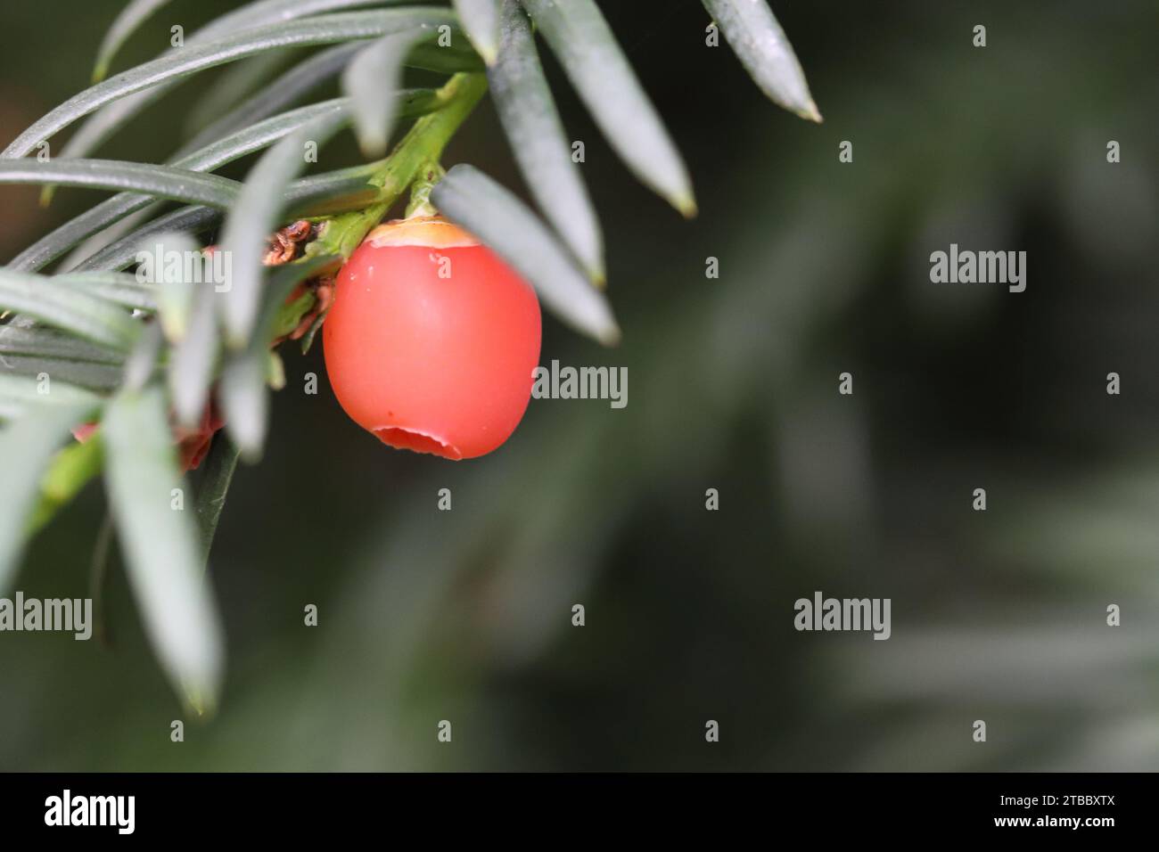 Close-up of the red seed coat of a yew tree, blurry background, copy space Stock Photo