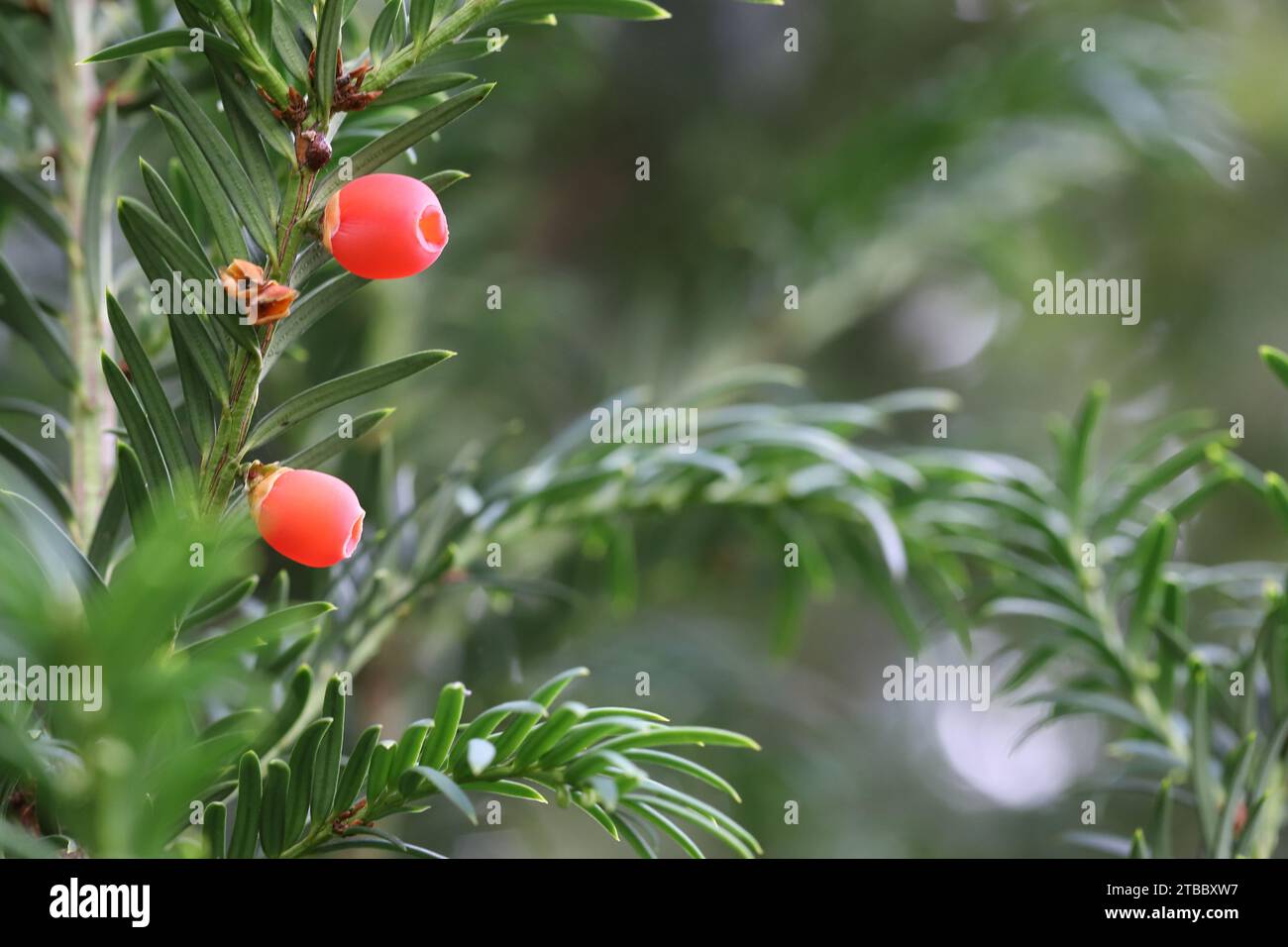 Close-up view of two beautiful red yew fruits between dark green leaves, copy space, blurry background Stock Photo