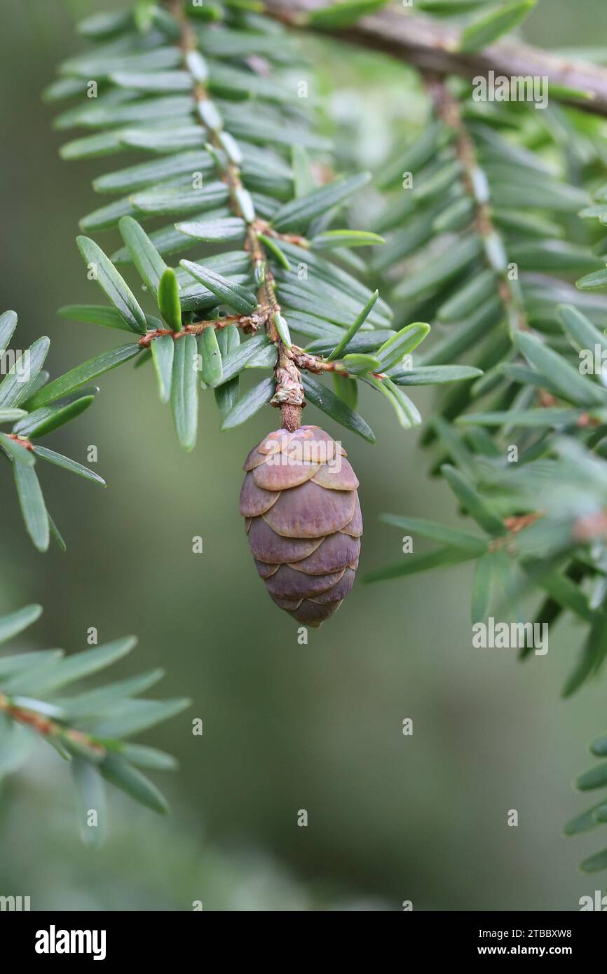 Close-up of a single still immature cone of a hemlock hanging from a branch, blurry background, copy space Stock Photo