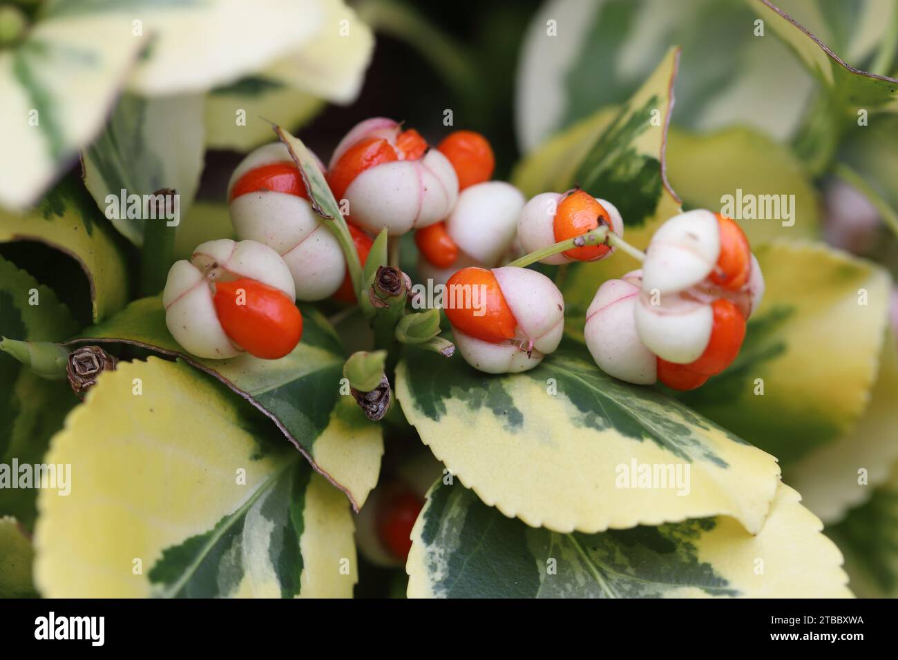 Close-up of fruits of a Euonymus fortunei 'Emerald'n Gold' bush, side view Stock Photo