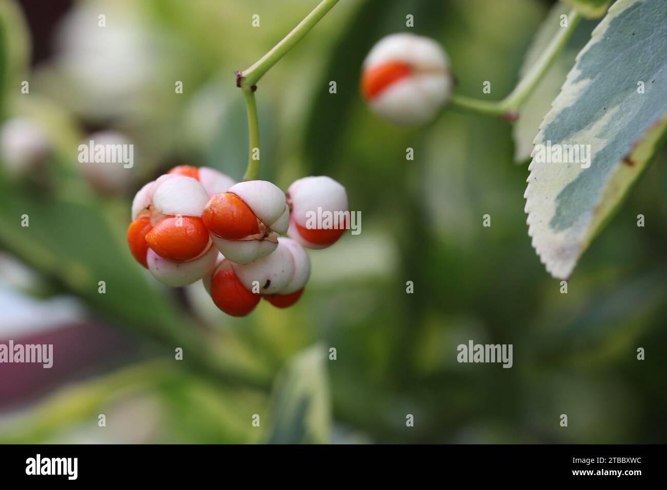 Close-up of the eye-catching spherical white-orange fruit ornament of a Euonymus fortunei 'Emerald'n Gold' bush against a natural blurry background Stock Photo
