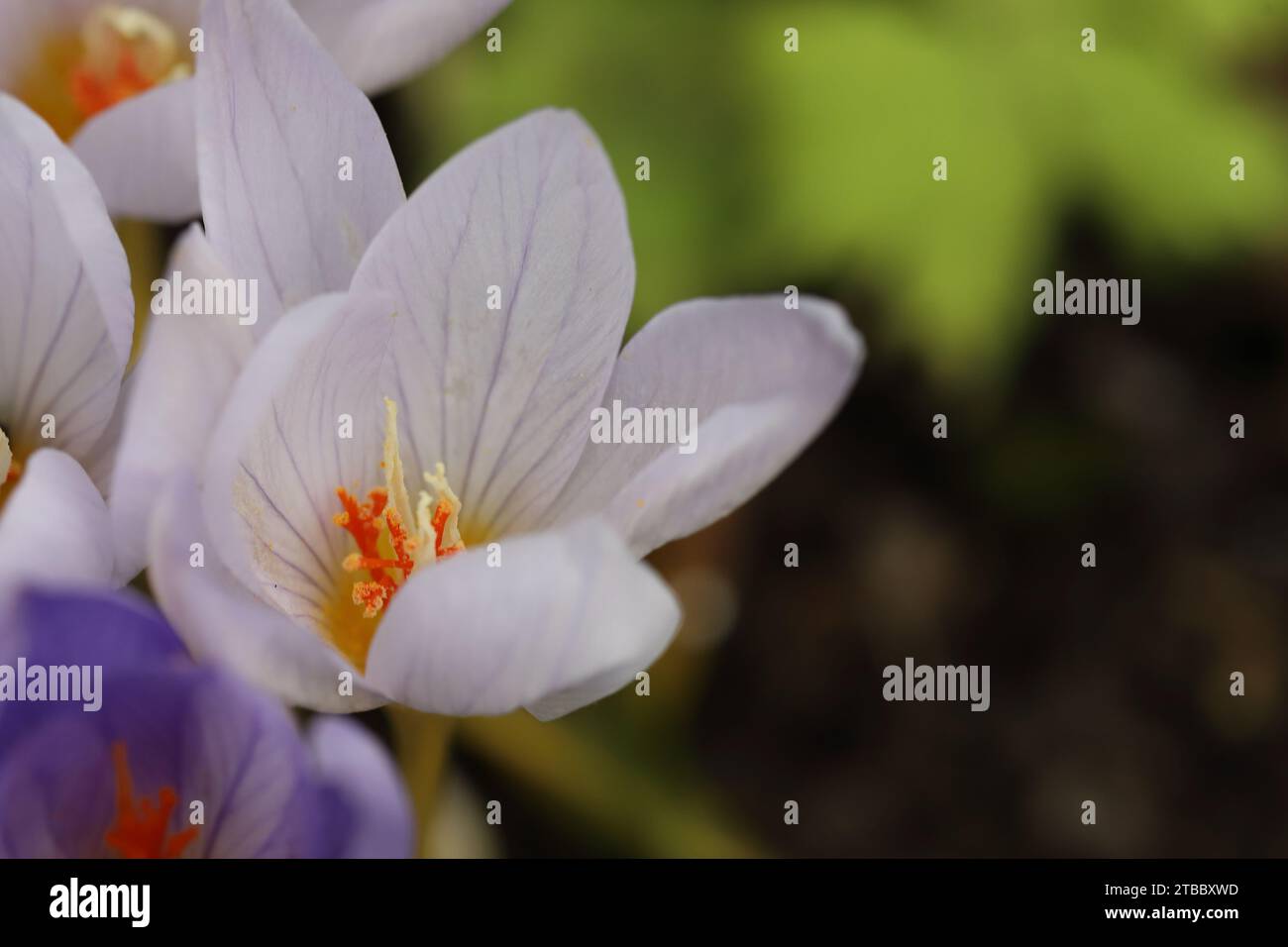 close-up of a white autumn crocus looking into the blossom from above, copy space Stock Photo
