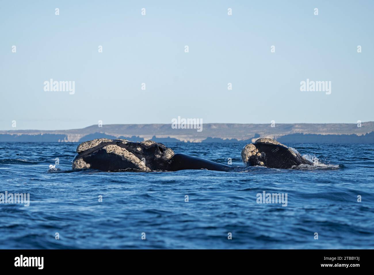 Southern right whales near Valdés peninsula. Behavior of right whales on surface. Marine life near Argentina coast. Stock Photo