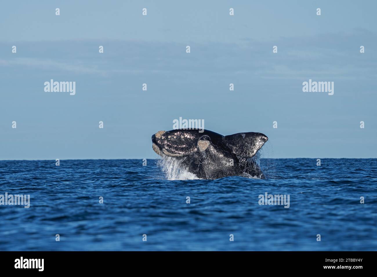 Southern right whales near Valdés peninsula. Behavior of right whales on surface. Marine life near Argentina coast. Stock Photo
