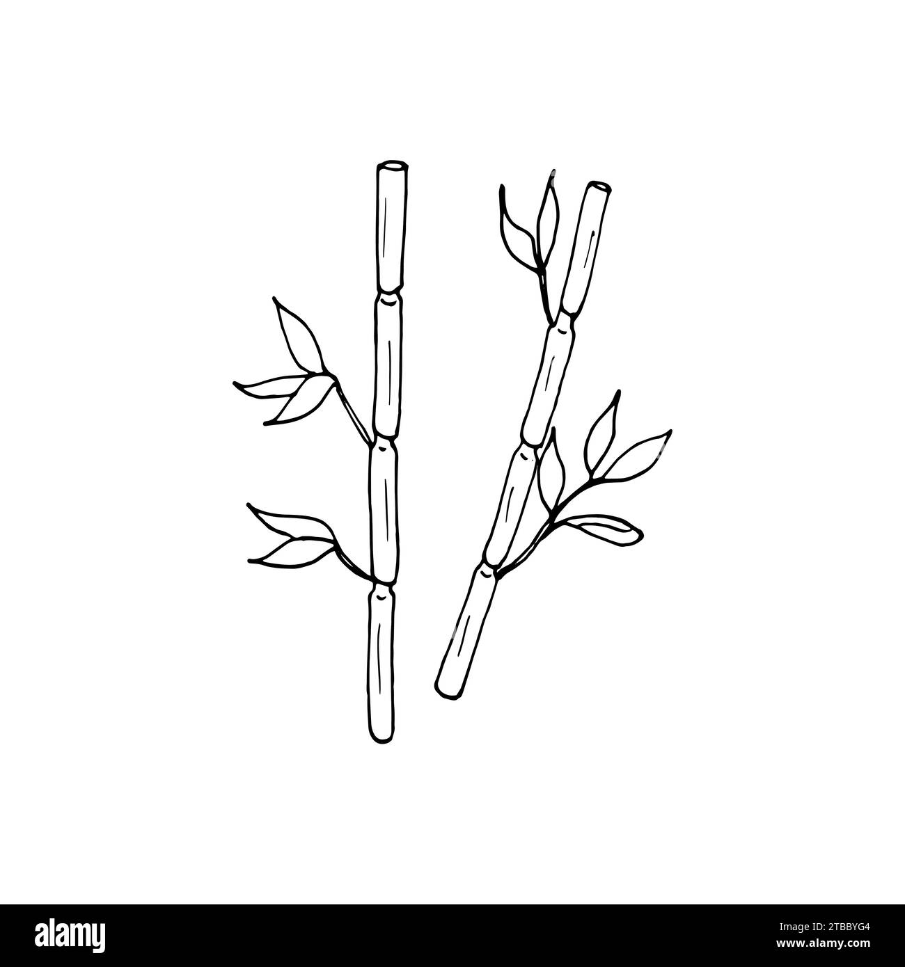 Handdrawn illustration of bamboo stems and leaves. Bamboo sticks and