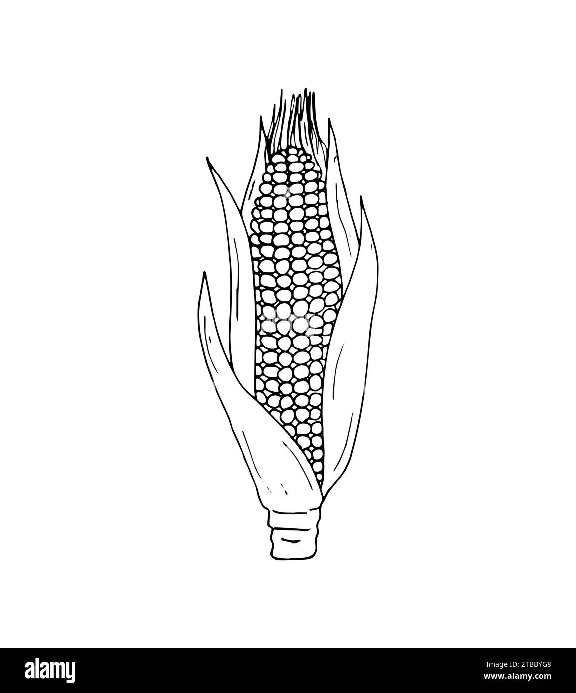 Handdrawn Corn. Botanical drawing of field maize stalk with leaf. Corn
