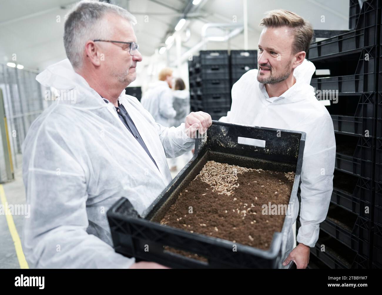 Enorm Biofactory Carsten Lind Pedersen(left) CEO and Jakob Lave - director DLG. Northern Europe's largest insect factory - Enorm Biofactory, which will produce 100 tons of larvae per day for climate-friendly animal feed in Flemming Denmark on Wednesday 29 November 2023. Millions of swarming larvae from the large tropical soldier fly will in future become sustainable Danish feed for fish and poultry. Northern Europe's largest fully automated insect factory Enorm officially opens on Wednesday December 6th in the small village of Flemming west of Horsens. This spring, production will increase to Stock Photo