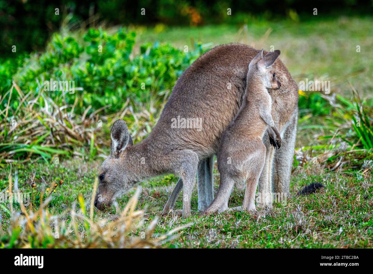 Female eastern grey kangaroo (Macropus giganteus) with joey out of pouch, Yuraygir National Park, NSW, Australia Stock Photo