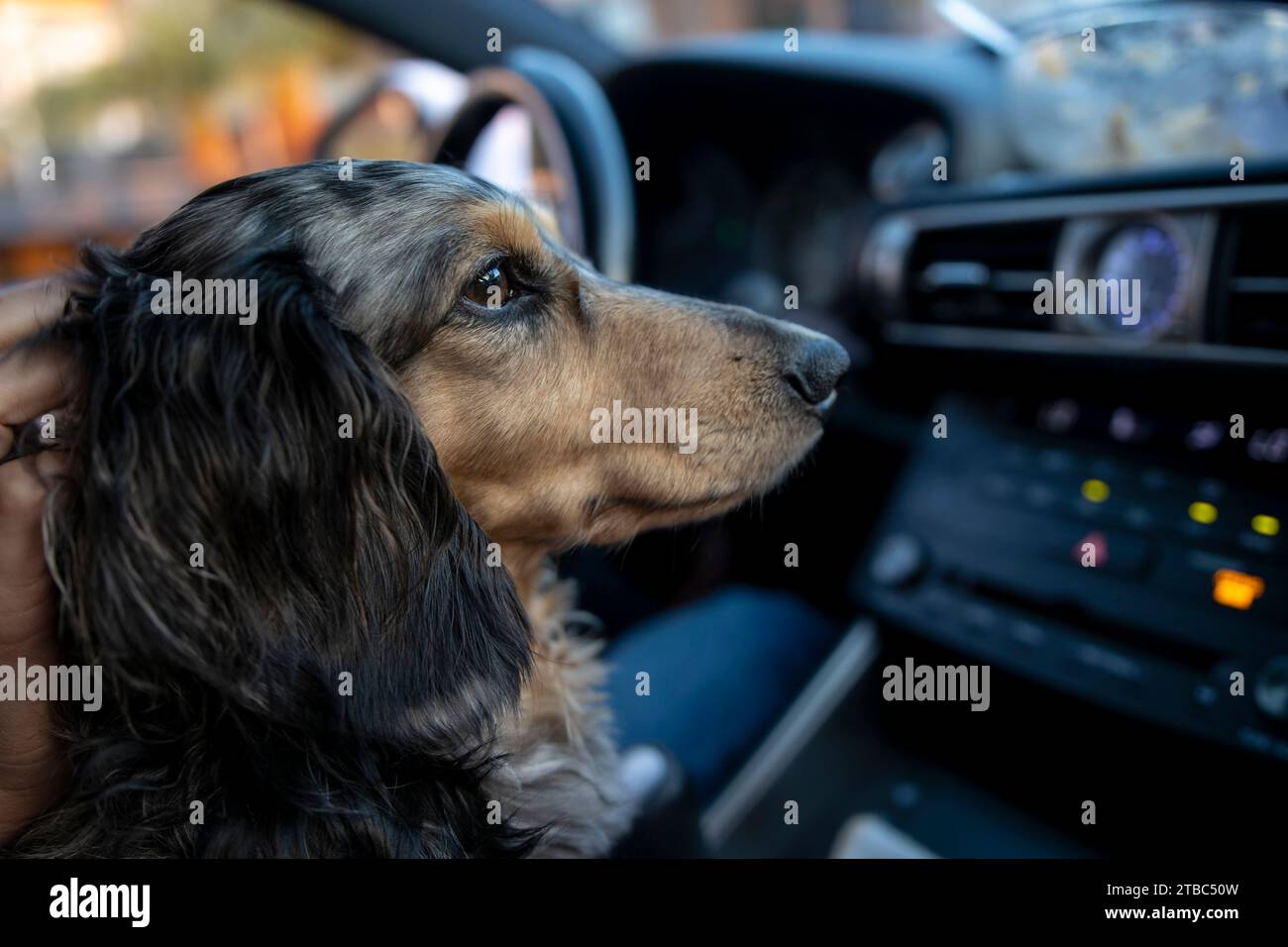 Long haired Dapple Dachshund riding in the front seat of a car. Stock Photo