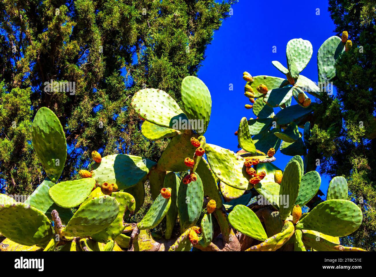 Cactus plant Cacti with orange fruits figs in Voula Attica Greece Stock ...
