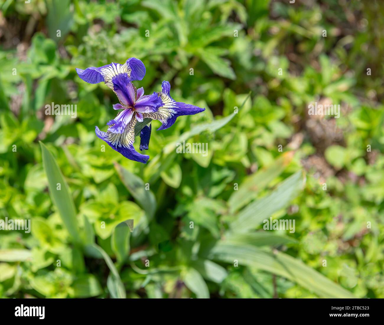 Wild Iris flower in Alaska, USA Stock Photo