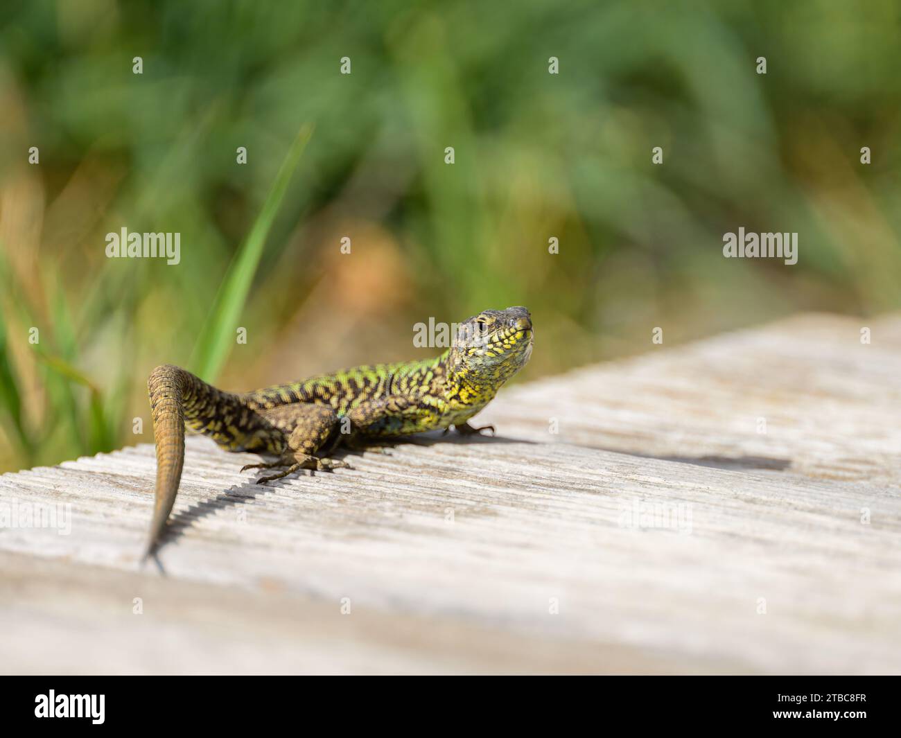 A common wall lizard sitting on the ground, sunny day in summer in Italy Stock Photo