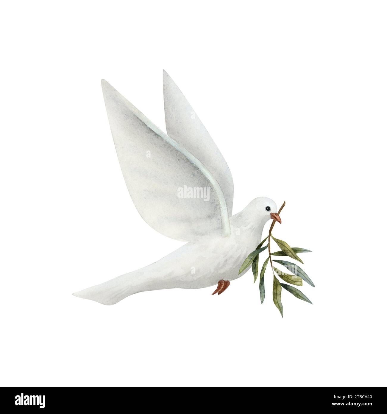 Dove of Peace with olive tree twig watercolor illustration. White flying pigeon bird for pacific symbols designs Stock Photo