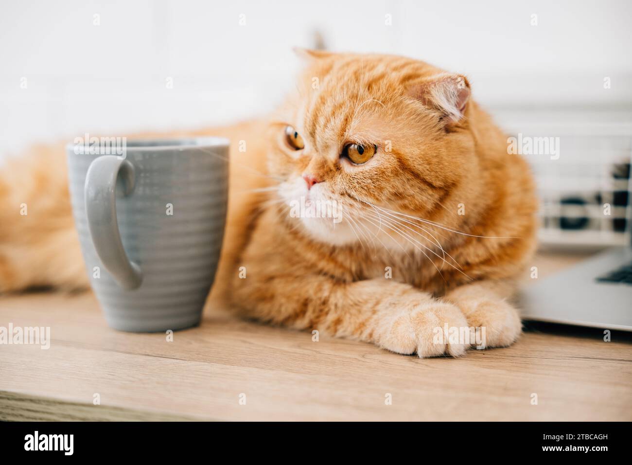 Scottish Fold cat, cute and furry, sits on a table by a coffee cup, croissant, and business Stock Photo