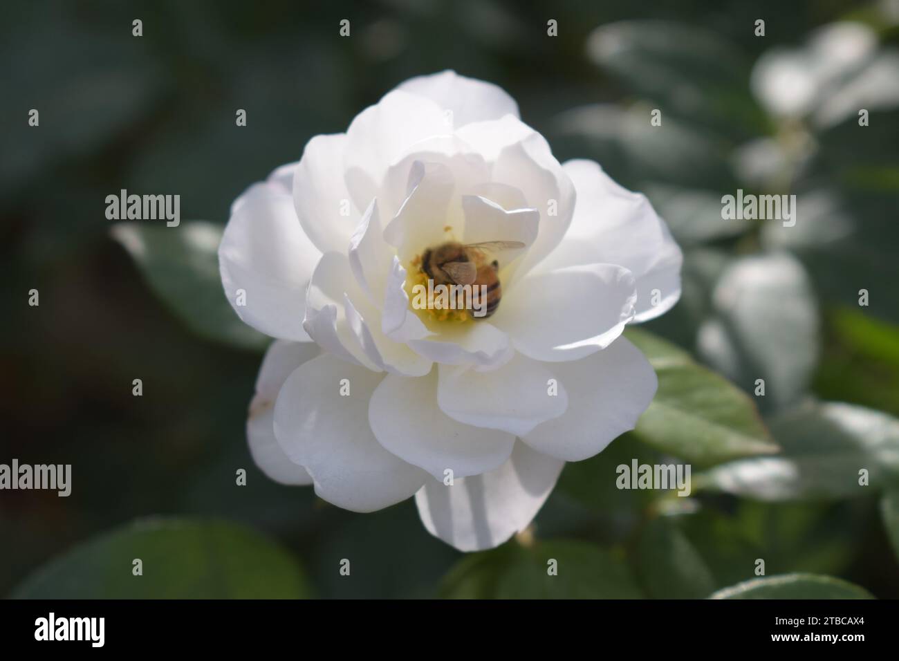Honey bee on white rose Stock Photo