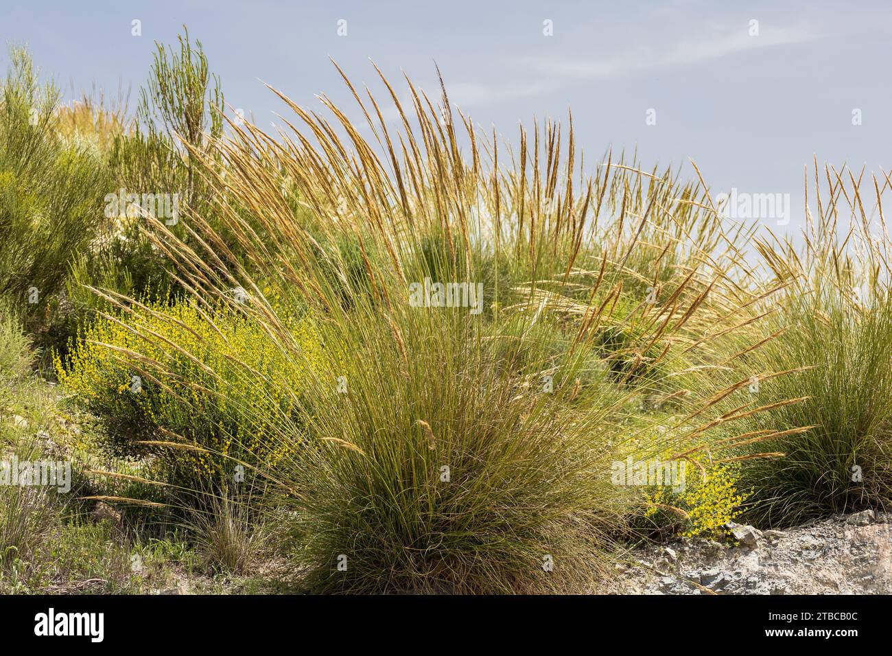 Macrochloa tenacissima, Alfa Grass Stock Photo