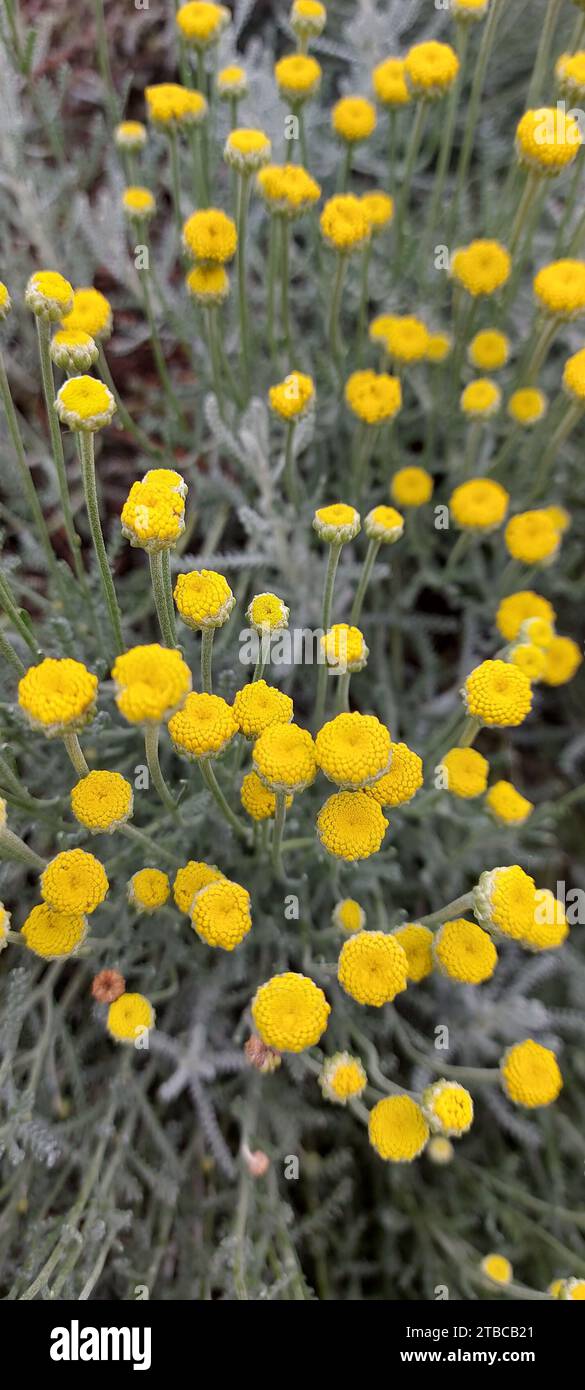 Santolina silvery is an evergreen plant. Silver santolina in bloom.  Stock Photo