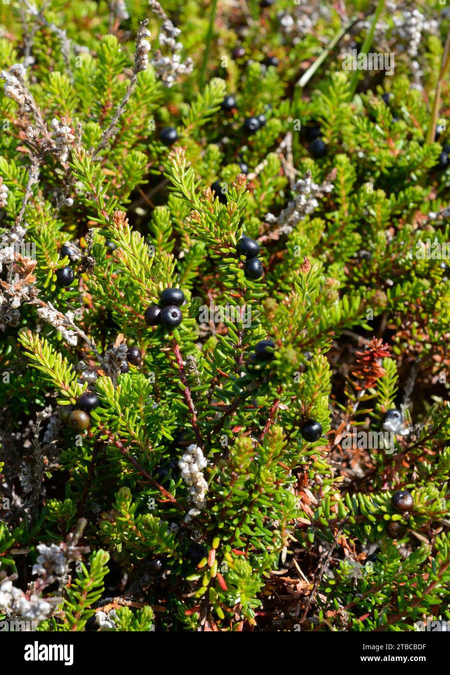 A juniper shrub with berries in the north of Scotland. Stock Photo