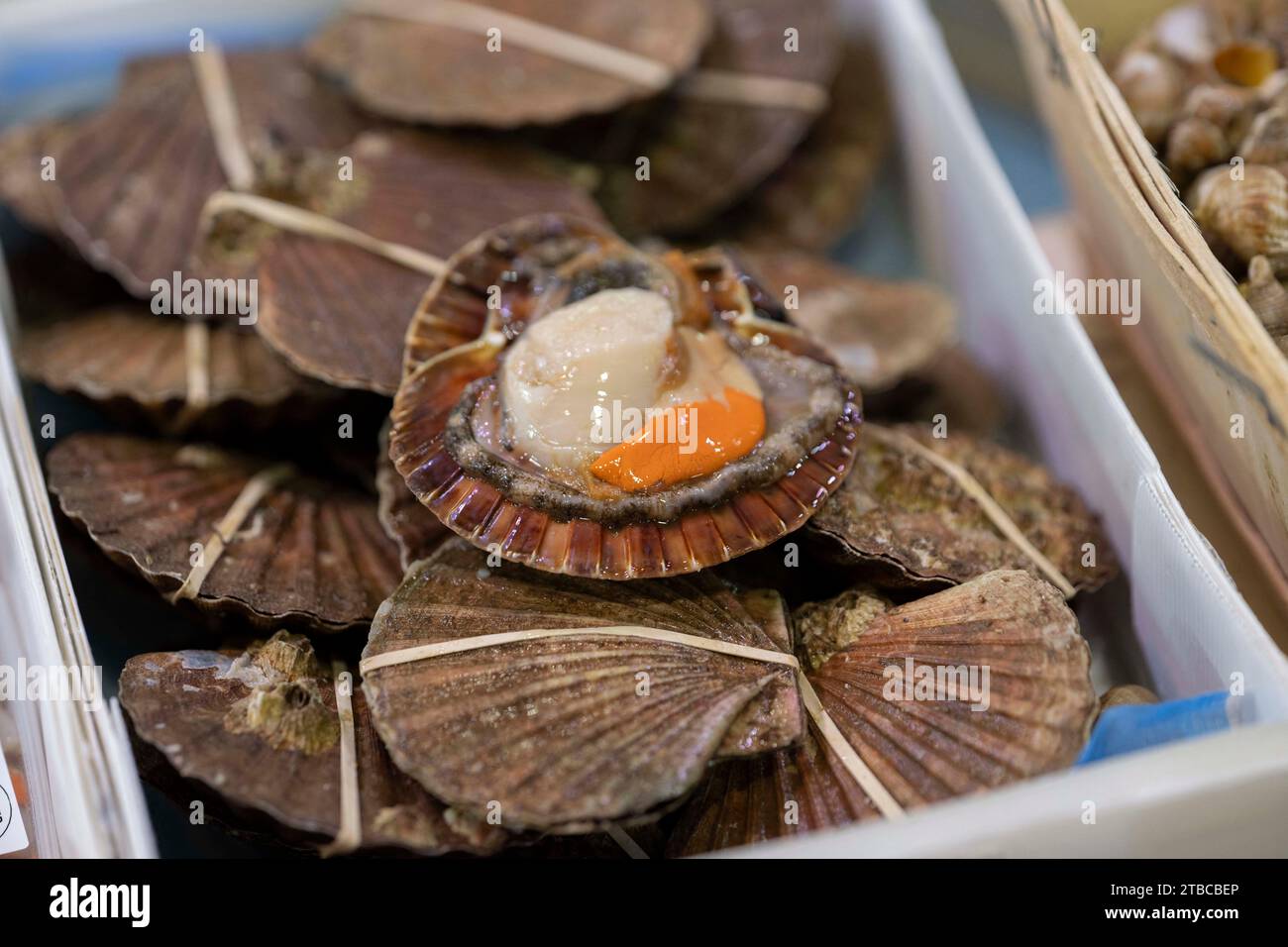 This photograph shows scallops (coquille saint jacques ) at the fish