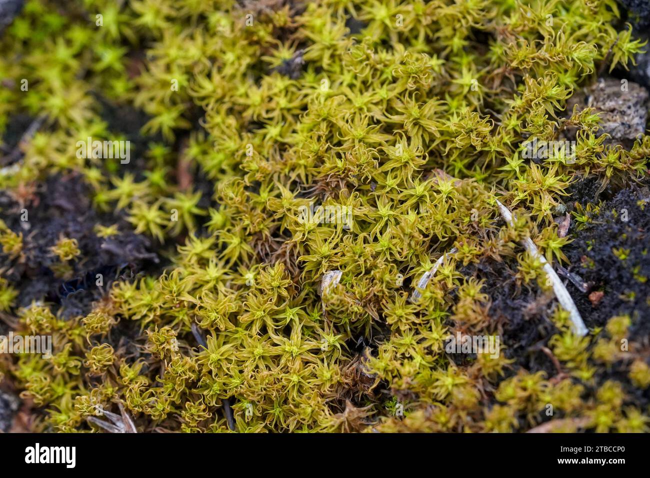 Haircap Moss covering ground, Spain. Stock Photo