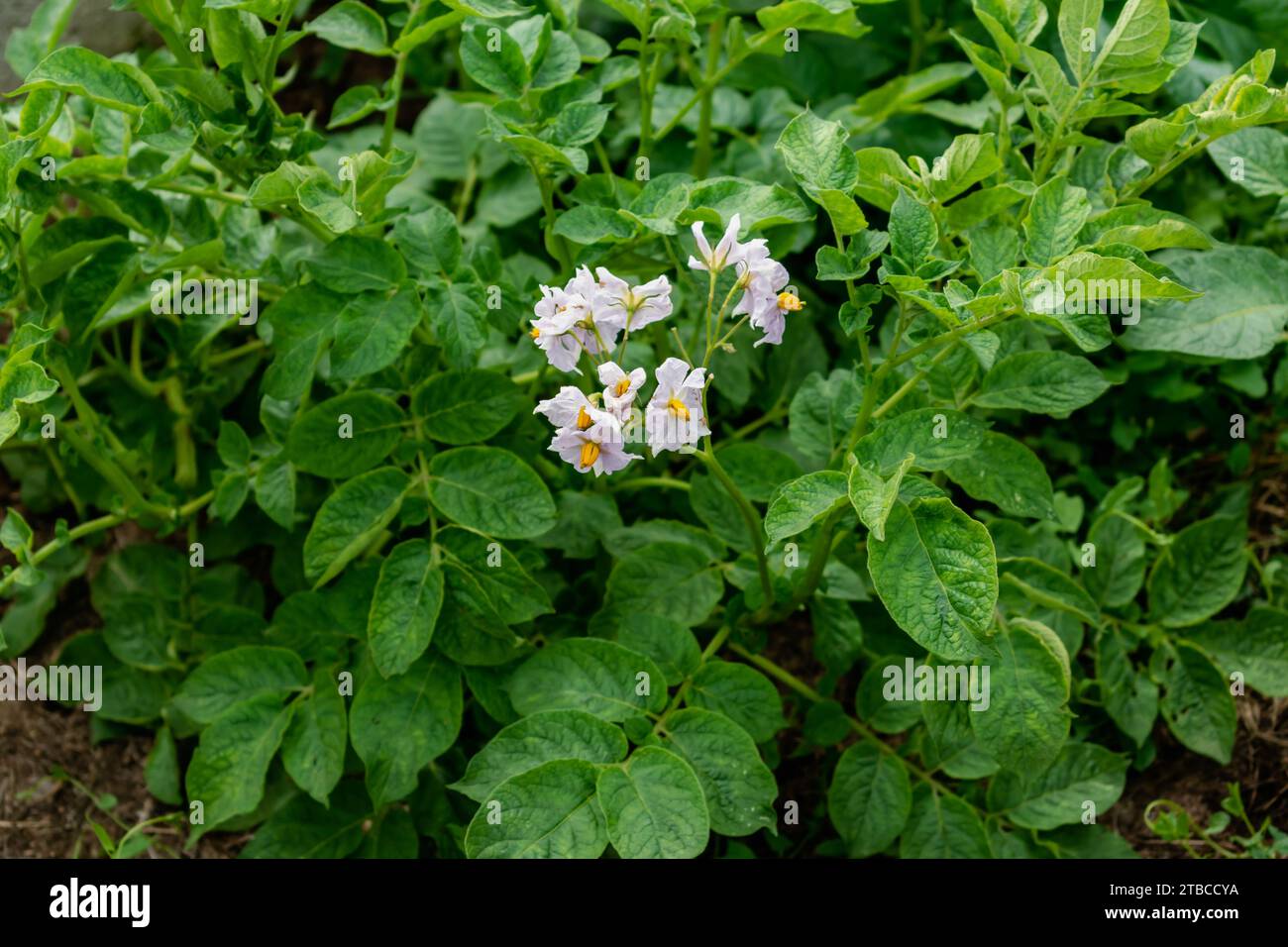 Potato flowers and leaves, potatoes grown above ground, malum terrae Stock Photo