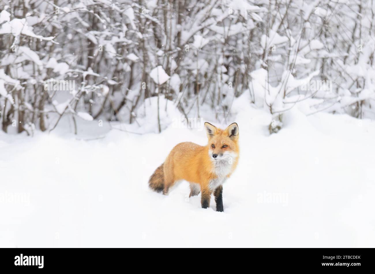 Red fox with a bushy tail and orange fur coat hunting in the freshly fallen snow in Canada Stock Photo