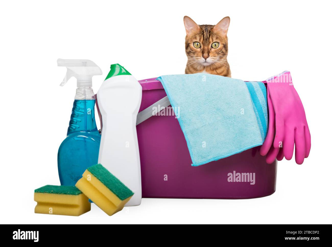 Cleaning products and tools for cleaning the house on a white background. The cat looks out of the bucket. Stock Photo